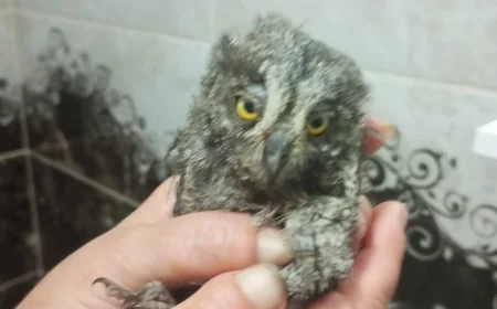 Mumcular'da Yuvadan Düşen Baykuş İçin Yardım Çağrısı
