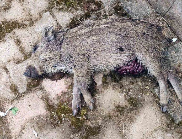 Torba'da Çocuk Parkına Gelen Yavru Domuz Öldürüldü, Tepkiler Büyüdü