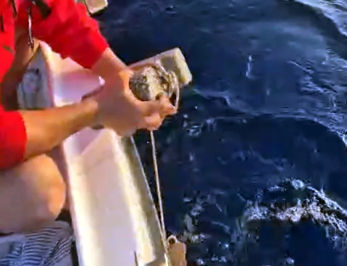 Böyle vahşet görülmedi, caretta carettanını ayağına taş bağlayıp ölüme terk ettiler