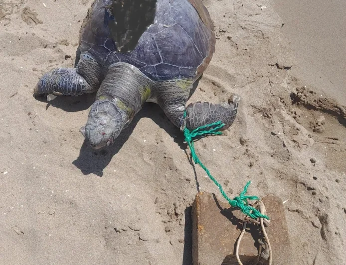 Turizm cennetinde çaretta caretta cinayetleri isyan ettirdi