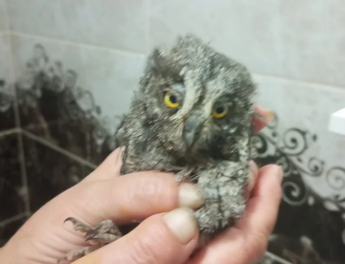 Mumcular'da Yuvadan Düşen Baykuş İçin Yardım Çağrısı