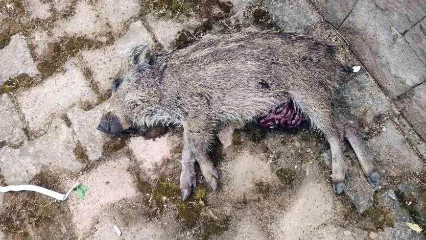Torba'da Çocuk Parkına Gelen Yavru Domuz Öldürüldü, Tepkiler Büyüdü