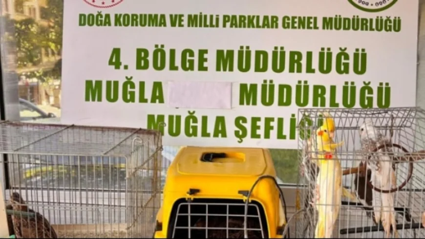 Muğla'da 13 yaban kuşu ele geçirildi