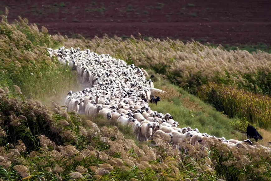 Türkiye meralarının yarısını kaybetti