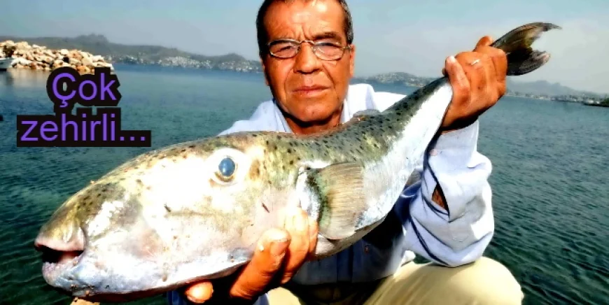 Balon balığı Türkiye ve Yunanistan’ın kabusu oldu.