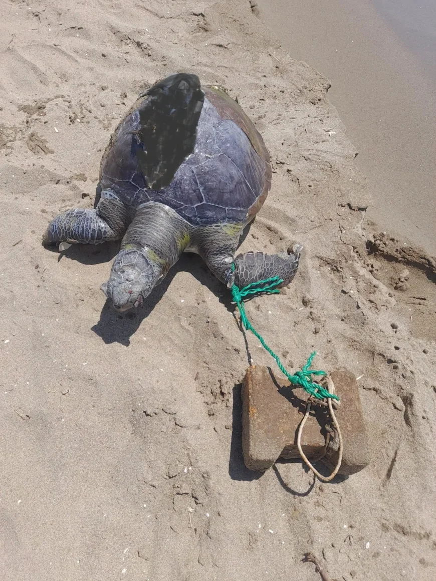 Turizm cennetinde çaretta caretta cinayetleri isyan ettirdi