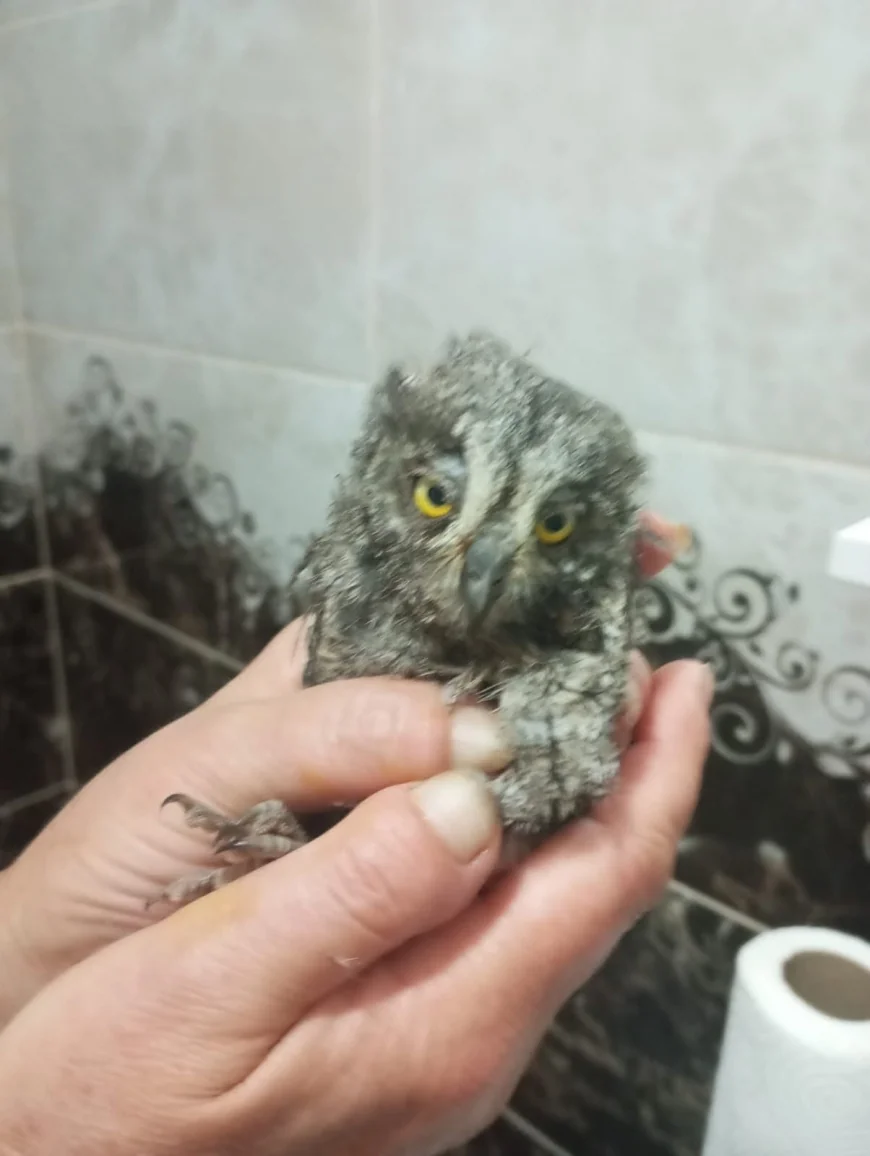Mumcular'da Yuvadan Düşen Baykuş İçin Yardım Çağrısı