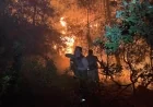 Milas’taki orman yangını önlenemiyor