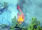 Bodrum'da yine yangın başladı. Güvercinlik-Meşelik Arasında Alevler Yükseldi