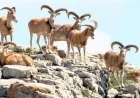 750 BİN  TL VEREN KEÇİLERİ VURABİLECEK