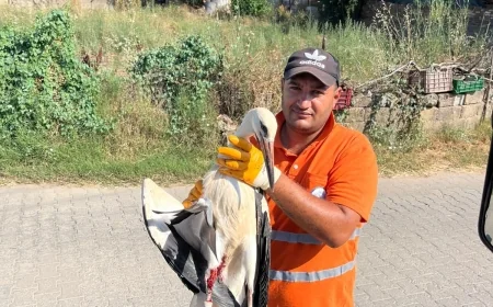 Yaralı leyleğin umudu belediye temizlik işçisi oldu
