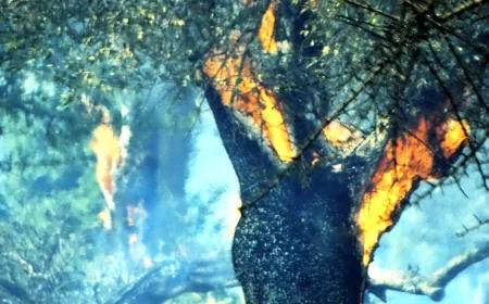 Pınarlıbelen’da asırlık zeytin ağaçları kül oldu
