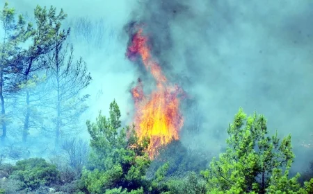 Bodrum'da yine yangın başladı. Güvercinlik-Meşelik Arasında Alevler Yükseldi