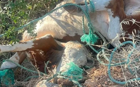 Bodrum'da Ormanlık Alanlar Çöplüğe Döndü: Ölü Dana ve Evsel Atıklar Doğaya Bırakıldı