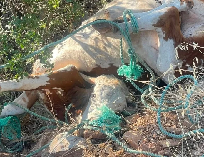 Bodrum'da Ormanlık Alanlar Çöplüğe Döndü: Ölü Dana ve Evsel Atıklar Doğaya Bırakıldı