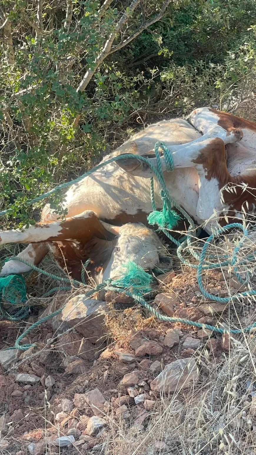 Bodrum'da Ormanlık Alanlar Çöplüğe Döndü: Ölü Dana ve Evsel Atıklar Doğaya Bırakıldı