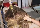 Bir avuç olta yutan caretta carettanın hayatını tatilcilerin dikkati kurtardı