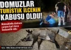 BODRUM’DA MOTOSİKLET DOMUZA ÇARPTI: KARI KOCA HASTANELİK OLDU