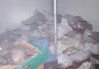 Gümbet'deki kasaptan yayılan kötü koku mahalleyi ayağa kaldırdı, 400 kilo kokmuş et ele geçirildi
