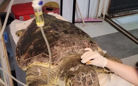 Bir avuç olta yutan caretta carettanın hayatını tatilcilerin dikkati kurtardı