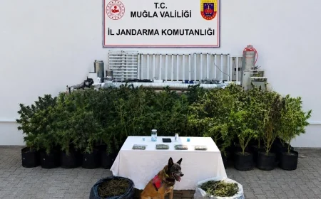 Mumcular’da evini uyuşturucu üretim merkezine çevirmiş! Operasyonda 56 kök kenevir ve 10 kilo skunk ele geçirildi