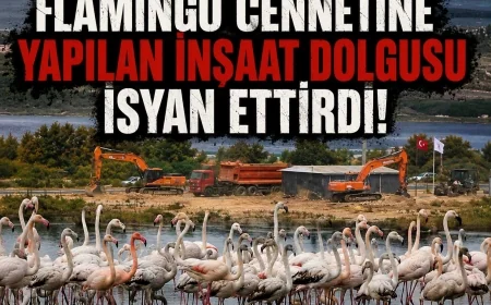 Flamingo cenneti Tuzla Sulak Alanı’na AVM dolgu inşaatı doğaseverleri ayağa kaldırdı