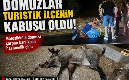 BODRUM’DA MOTOSİKLET DOMUZA ÇARPTI: KARI KOCA HASTANELİK OLDU
