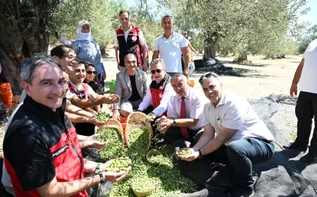Türkiye’de Sezonun İlk Zeytin Hasadı Gerçekleştirildi
