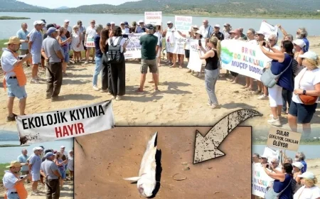 Tuzla'daki  flamingo cennetindeki yüzlerce ton dolguya sert tepki, balıklar ölmeye başladı