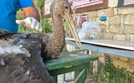 Çocukların dikkati ender görülen kara leyleğin hayatını kurtardı