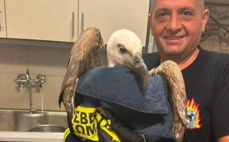 YOLCU UÇAĞINA KAÇAK BİNEN AKBABA'YA OPERASYON YAPILDI