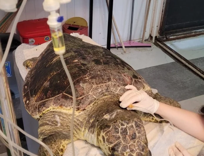 Bir avuç olta yutan caretta carettanın hayatını tatilcilerin dikkati kurtardı