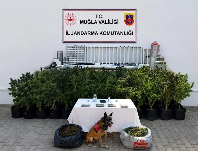Mumcular’da evini uyuşturucu üretim merkezine çevirmiş! Operasyonda 56 kök kenevir ve 10 kilo skunk ele geçirildi