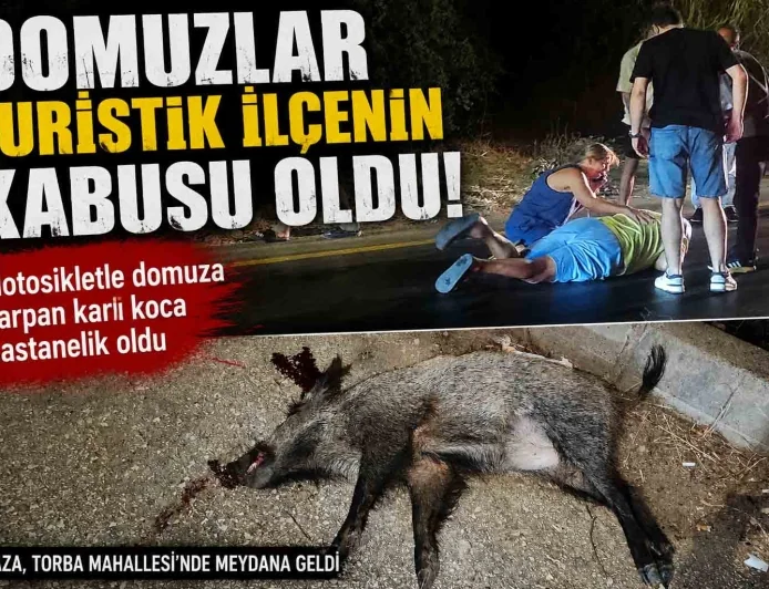 BODRUM’DA MOTOSİKLET DOMUZA ÇARPTI: KARI KOCA HASTANELİK OLDU