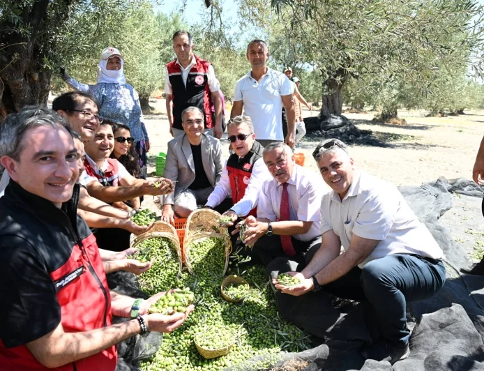 Türkiye’de Sezonun İlk Zeytin Hasadı Gerçekleştirildi