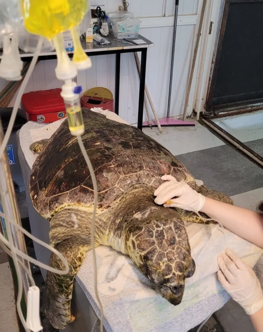 Bir avuç olta yutan caretta carettanın hayatını tatilcilerin dikkati kurtardı