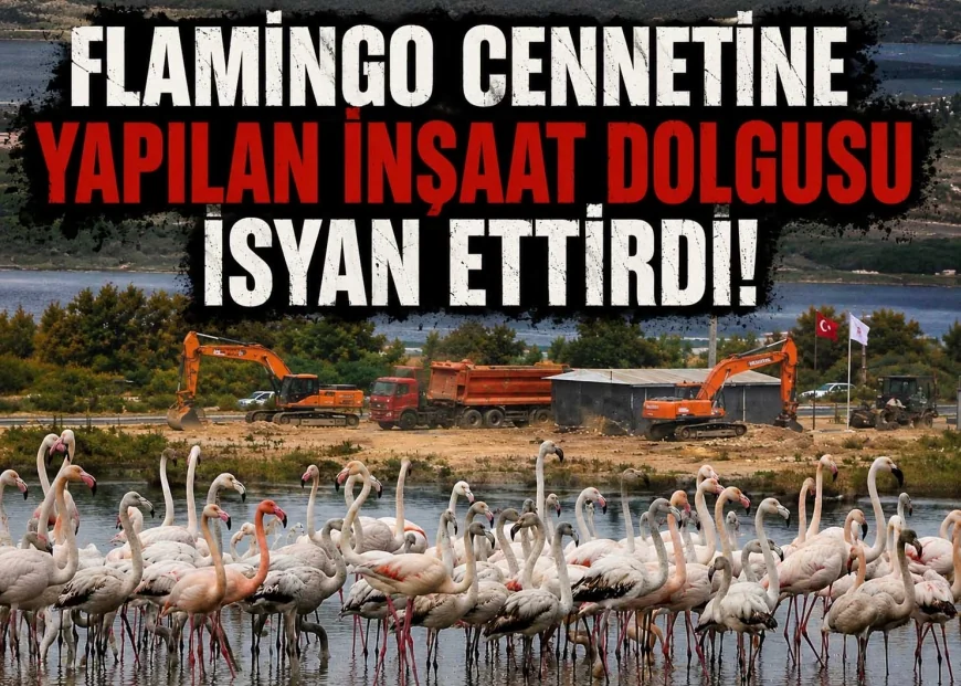 Flamingo cenneti Tuzla Sulak Alanı’na AVM dolgu inşaatı doğaseverleri ayağa kaldırdı