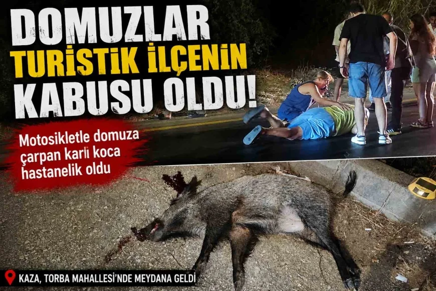 BODRUM’DA MOTOSİKLET DOMUZA ÇARPTI: KARI KOCA HASTANELİK OLDU