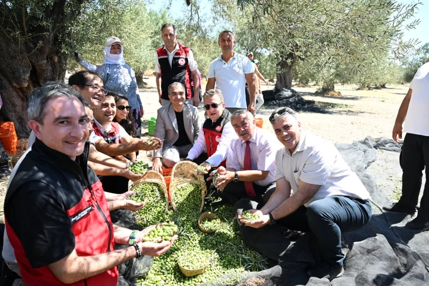 Türkiye’de Sezonun İlk Zeytin Hasadı Gerçekleştirildi