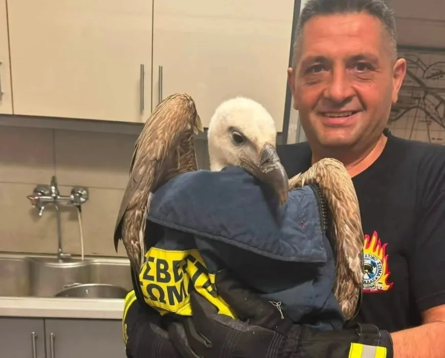 YOLCU UÇAĞINA KAÇAK BİNEN AKBABA'YA OPERASYON YAPILDI