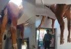 ÇATI ÇÖKTÜ, SALONA DANA DÜŞTÜ! EV HALKI ŞOKE OLDU