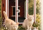 GÖRME ENGELLİ KEDİLER YENİ YUVASINA KAVUŞUYOR
