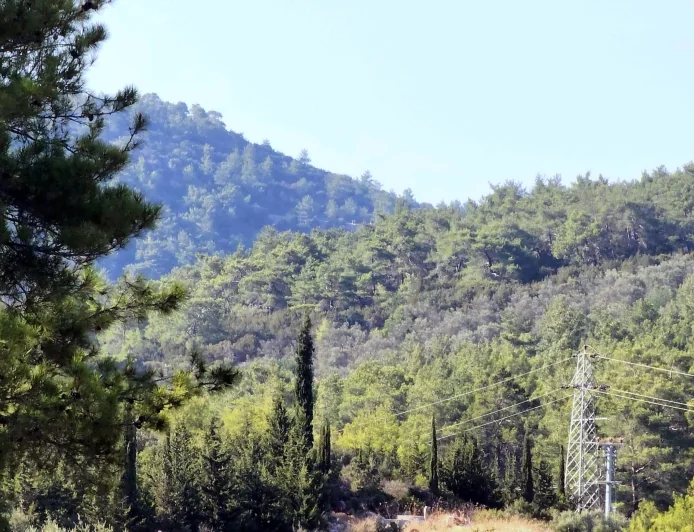 ORMANLIK ALANLAR, ORMAN SINIRI DIŞINA ÇIKARILDI     MUĞLA’DA 5 İLÇEDE ORMAN ALANLARI SINIR DIŞINA ÇIKARILDI