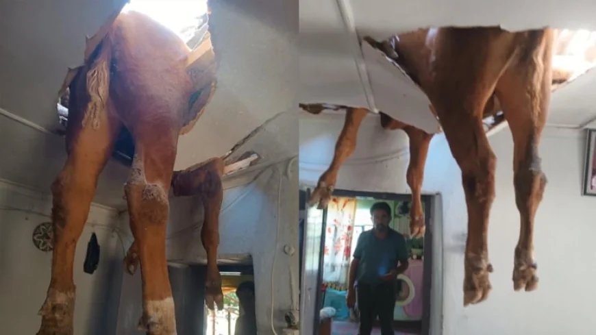 ÇATI ÇÖKTÜ, SALONA DANA DÜŞTÜ! EV HALKI ŞOKE OLDU