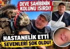 Deve sahibinin kolunu ısırdı hastanelik etti