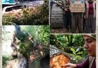 Sandras Ormanlarında İş Makinesi İle Doğa Katliamı