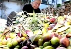 MİLAS’TA ZEYTİNİN HİKÂYESİ YENİDEN BAŞLIYOR