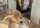Kafatasındaki Kırıkla Getirilmişti: Caretta Caretta "Yamaç" Yaşama Tutundu!
