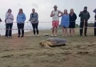TEDAVİLERİ TAMAMLANAN 4 CARETTA CARETTA DENİZLE BULUŞTU