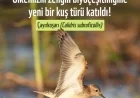 TÜRKİYE’NİN 506’NCI KUŞ TÜRÜ KEŞFEDİLDİ "ÇAYIR KOŞARI"